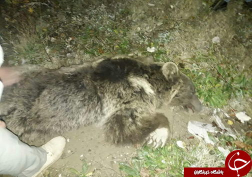 نجات یک قلاده خرس در لاریجان
