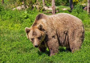 ۳۰ قلاده خرس قهوه‌ای نادر در مشگین‌شهر شناسایی شد
