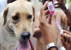 واکسینه شدن بیش از 9هزار قلاده سگ علیه بیماری هاری در آذربایجان غربی