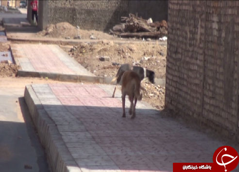 جولان سگ های ولگرد در خیابان های اهواز/ معضلی جدی برای شهروندان اهوازی