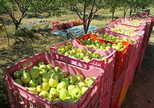 نبود هماهنگی میان سازمان‌ها و زیرساخت ها را عامل انباشت سیب‌های صنعتی در کنار جاده‌های مواصلاتی دانست