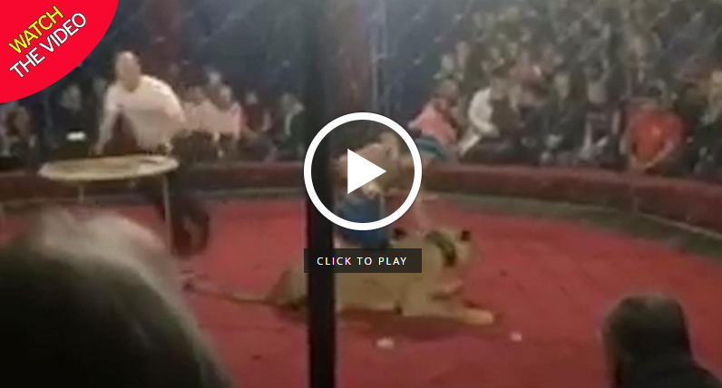 حمله شیر سیرک به دختر 4 ساله در سیرک! + فیلم//