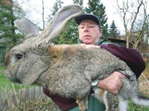 بزرگترین کلکسیون خرگوش در کدام کشور است؟