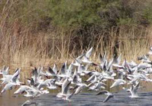 ممنوع شدن شکار پرندگان در تالاب های پلدختر