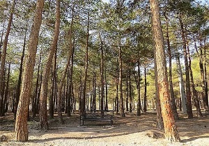 درختان پارک چیتگر در آستانه نابودی + فیلم