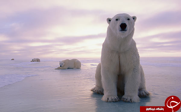 دانستنی‌های پیرامون خرس قطبی / به جز قطب در کجا می‌توانیم خرس‌های قطبی را ببینیم؟