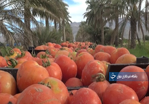 نقش استان بوشهر در تعدیل قیمت گوجه +فیلم