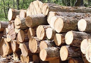 کشف 10 تن چوب آلات قاچاق جنگلی در شهرستان خلخال