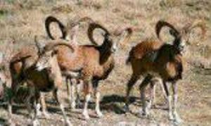 اجرای طرح سرشماری حیات وحش در منطقه حفاظت شده ارسباران