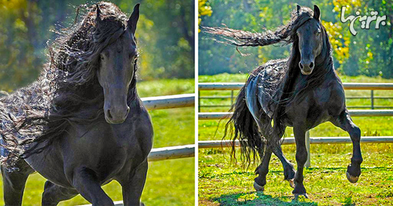 تماشایی‌ترین اسب های دنیا + تصاویر