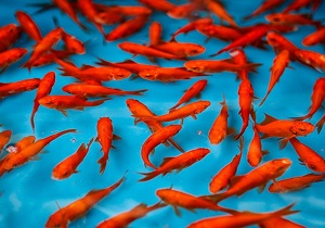 تعیین چهار نقطه از سطح شهر سنندج جهت رها سازی ماهی قرمز