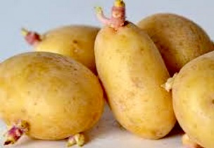 توزیع ۴ تن سیب زمینی اصلاح شده بین کشاورزان شهرستان نایین