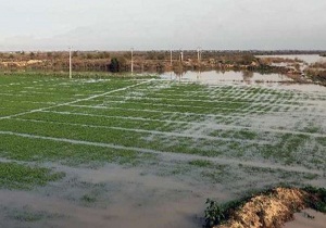 سیلاب اراضی کشاورزی ۶ روستای شادگان را با خود برد