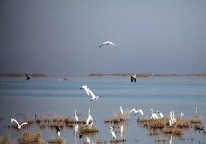 دریاچه نمک قم از وضعیت بحرانی گذشته عبور کرده است/وضعیت تالاب‌ها به بارش سالانه بستگی دارد