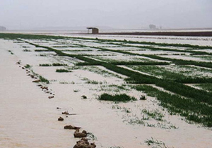 خسارت یکهزار میلیارد تومانی سیلاب به بخش کشاورزی و دامی گلستان