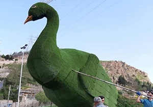 طاووس سوخته دروازه قرآن بال و پر گشود