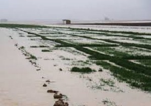خسارت ۱۷ میلیارد تومانی سیلاب به بخش کشاورزی خرمشهر