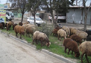 چرای آزادانه گوسفندان در معابر مسکن مهر کهریزک! + فیلم