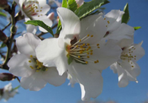 نخستین جشنواره شکوفه‌های بادام در شهرستان اقلید