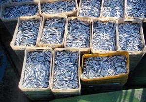 صید بیش از ۱۸ هزار تن ماهی کیلکا در مازندران