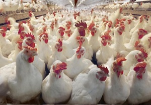 ۱۸۰۰ قطعه مرغ زنده فاقد مجوز در بوکان کشف و ضبط شد