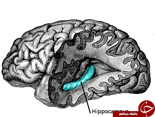 از هیپوکامپ چه می دانید؟!/ بررسی ساختاری شبیه دم اسب در مغز!
