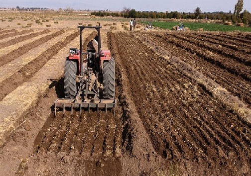 کشت غلات در۱۲ هزار هکتار از اراضی کشاورزی دیشموک