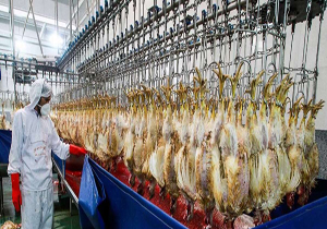 سالانه هفت هزار و ۵۰۰ تن مرغ گوشتی در سلسله تولید می‎شود