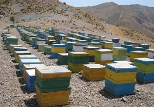 ۱۵ هزار کلونی زنبورعسل در دامغان وجود دارد