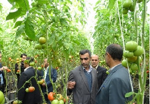 تعادل قیمت گوجه فرنگی در بازار با فروش تولیدات زندانیان