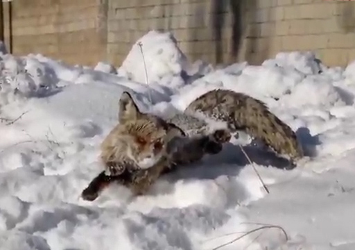 انجماد یک روباه در ترکیه به دلیل سرمای سیبری! + فیلم