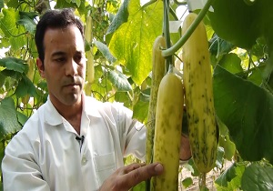 تولید ۱۱ نوع بذر هیبریدی در واحد تحقیقات دانشکده کشاورزی اصفهان