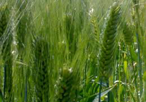 توزیع ۴ هزار تن بذر اصلاح شده گندم بین کشاورزان مازندران