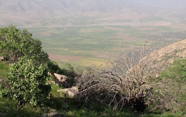 ۸۷ هزار هکتار از جنگل‌های فارس درگیر خشکیدگی