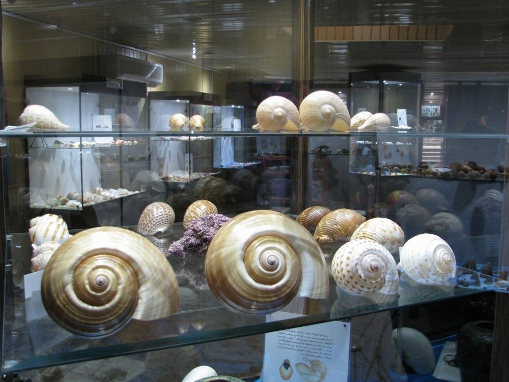 اولین موزه تخصصی صدف‌ها وحلزون‌های دریایی در ایران کجاست؟