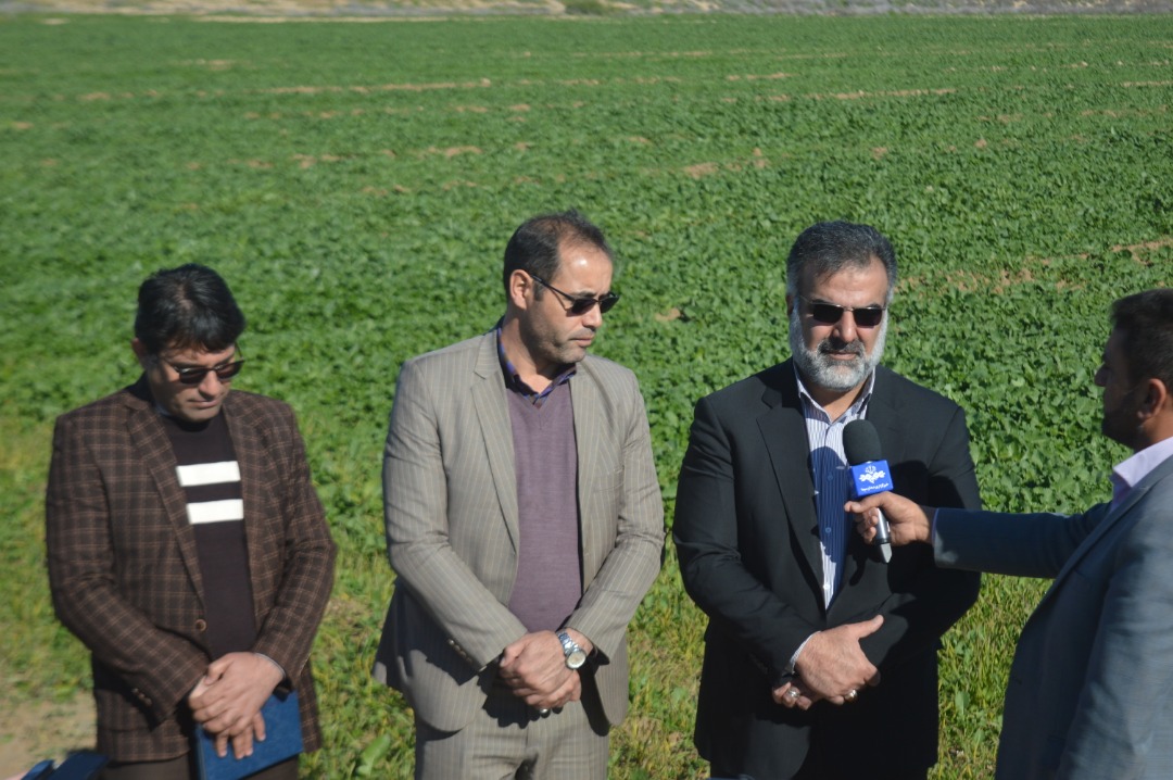 سطح سبز ۱۰۰ درصدی بزرگترین مزرعه کلزای فارس