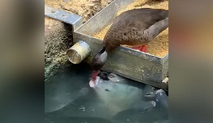 رفتار سخاوتمندانه و باورنکردنی یک اردک با ماهی‌ها!