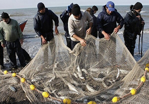 صید یکهزار و ۶۲۰ تن ماهی استخوانی در مازندران