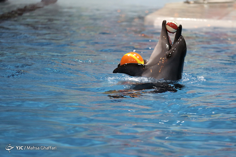 احتمال آسیب روحی کاسیا تنها دلفین دلفیناریوم برج میلاد
