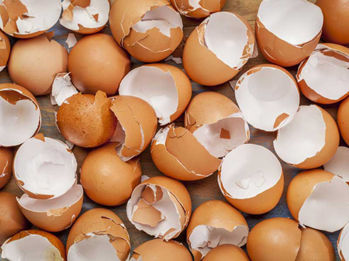 کاربرد‌های جالب پوست تخم مرغ که نمی‌دانید