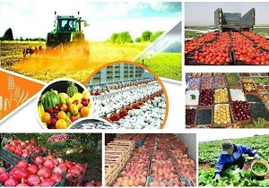 تولید ۴۰۰ هزار تن محصولات کشاورزی در جعفرآباد