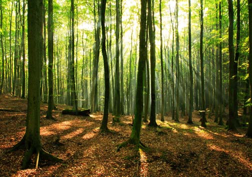 جان دوباره جنگل با انرژی پاک