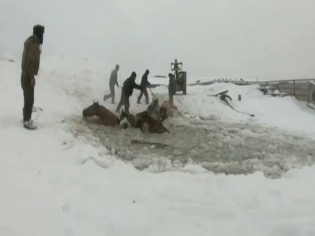نجات یک گله اسب از غرق شدن در رودخانه‌ای یخ زده + فیلم