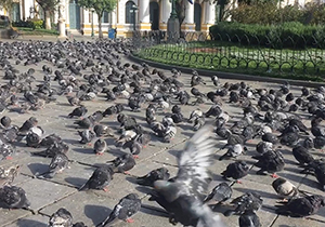 صحنه‌ای عجیب از حضور صدها کبوتر در وسط شهر + فیلم