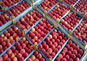 صادرات روزانه ۳ هزار تن سیب درختی از آذربایجان غربی