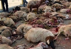 تلف شدن ۲۰ راس گوسفند بر اثر حمله گرگ در ایذه