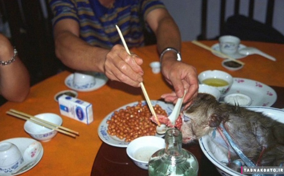 ۵ غذای شرق آسیا که با شکنجه حیوانات تهیه می‌شود + تصاویر