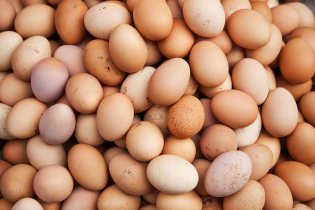 صادرات تخم مرغ از سر گرفته شد