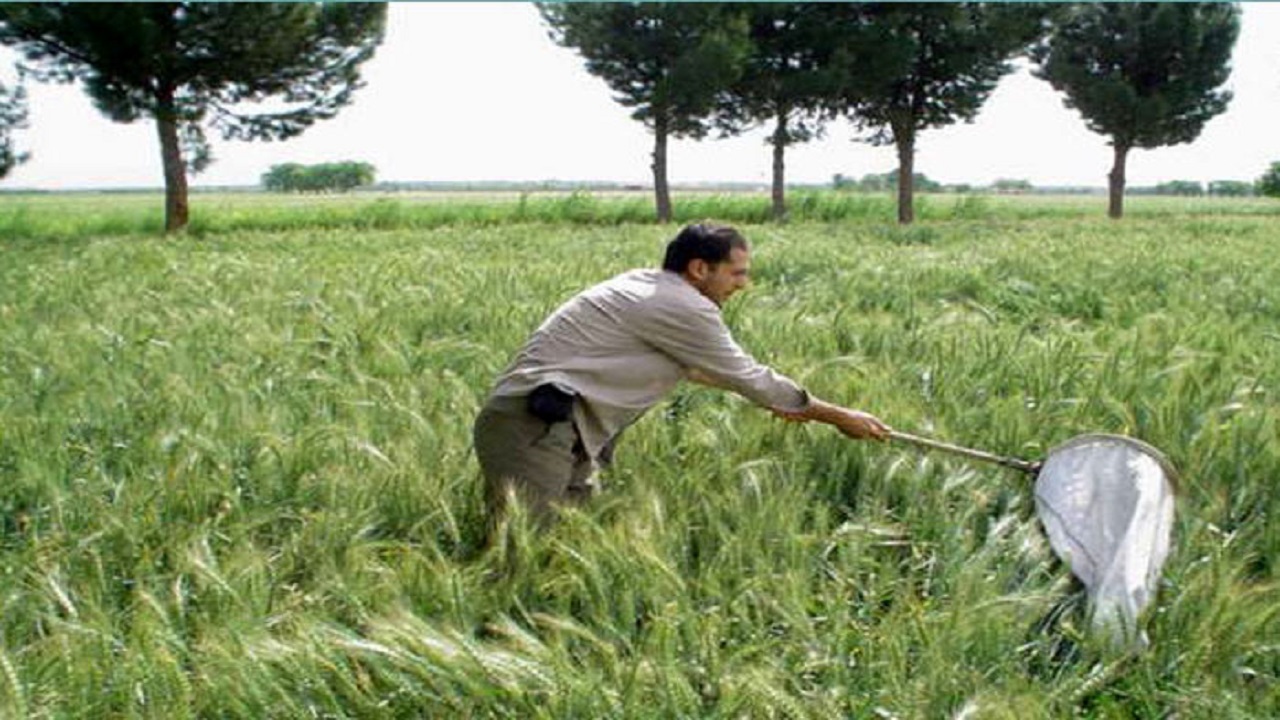 کشاورزان برای پایش مزارع گندم اقدام کنند