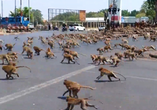 جنگ وحشتناک صدها میمون بر سر یک تکه غذا + فیلم